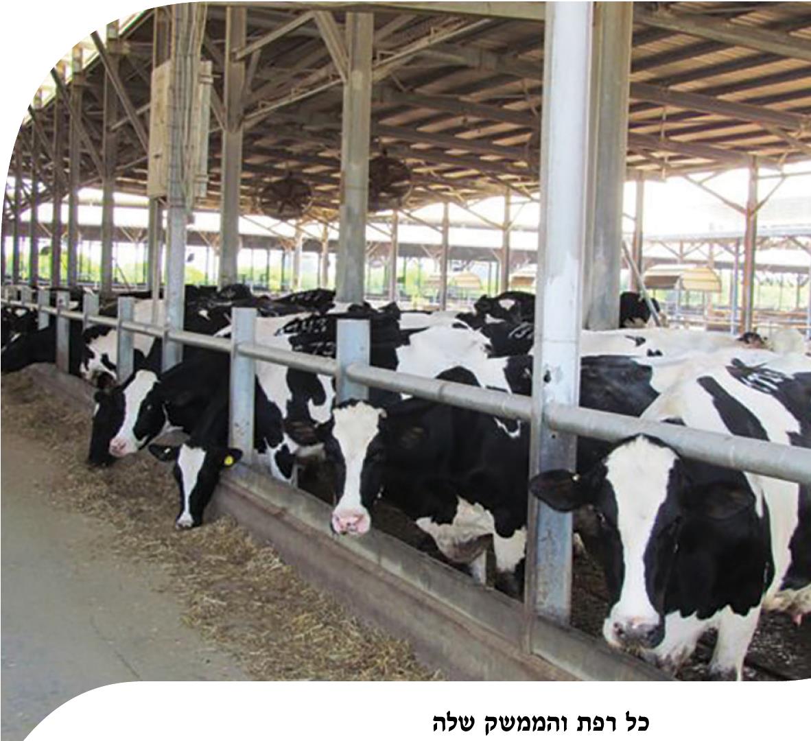 כל רפת והממשק שלה